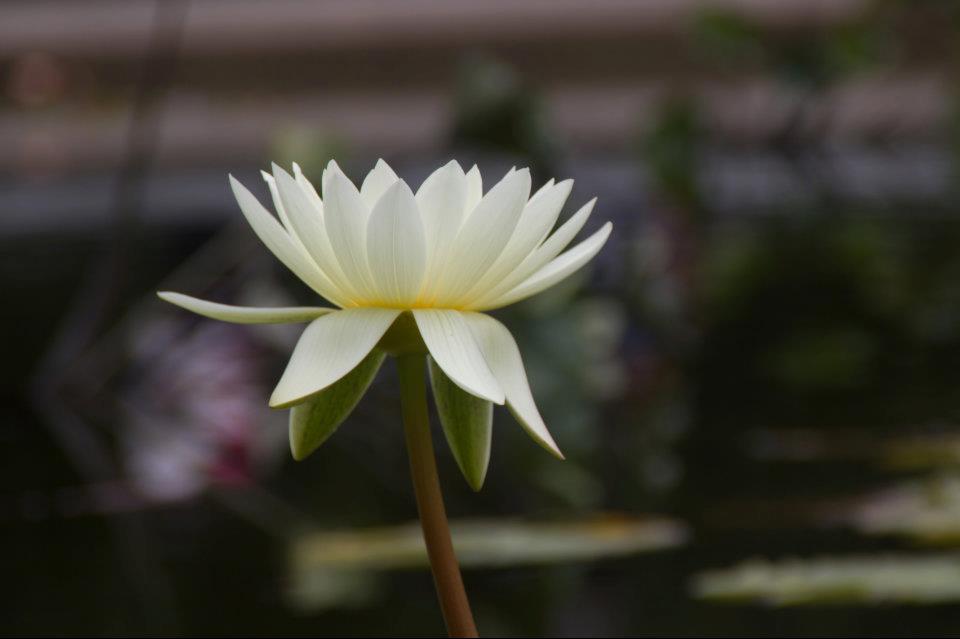 Lotus Flower 