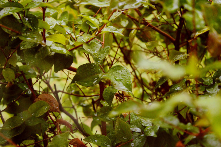 Rain drops falling on my head